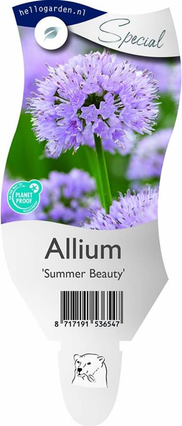 Allium 'Summer Beauty' - P11